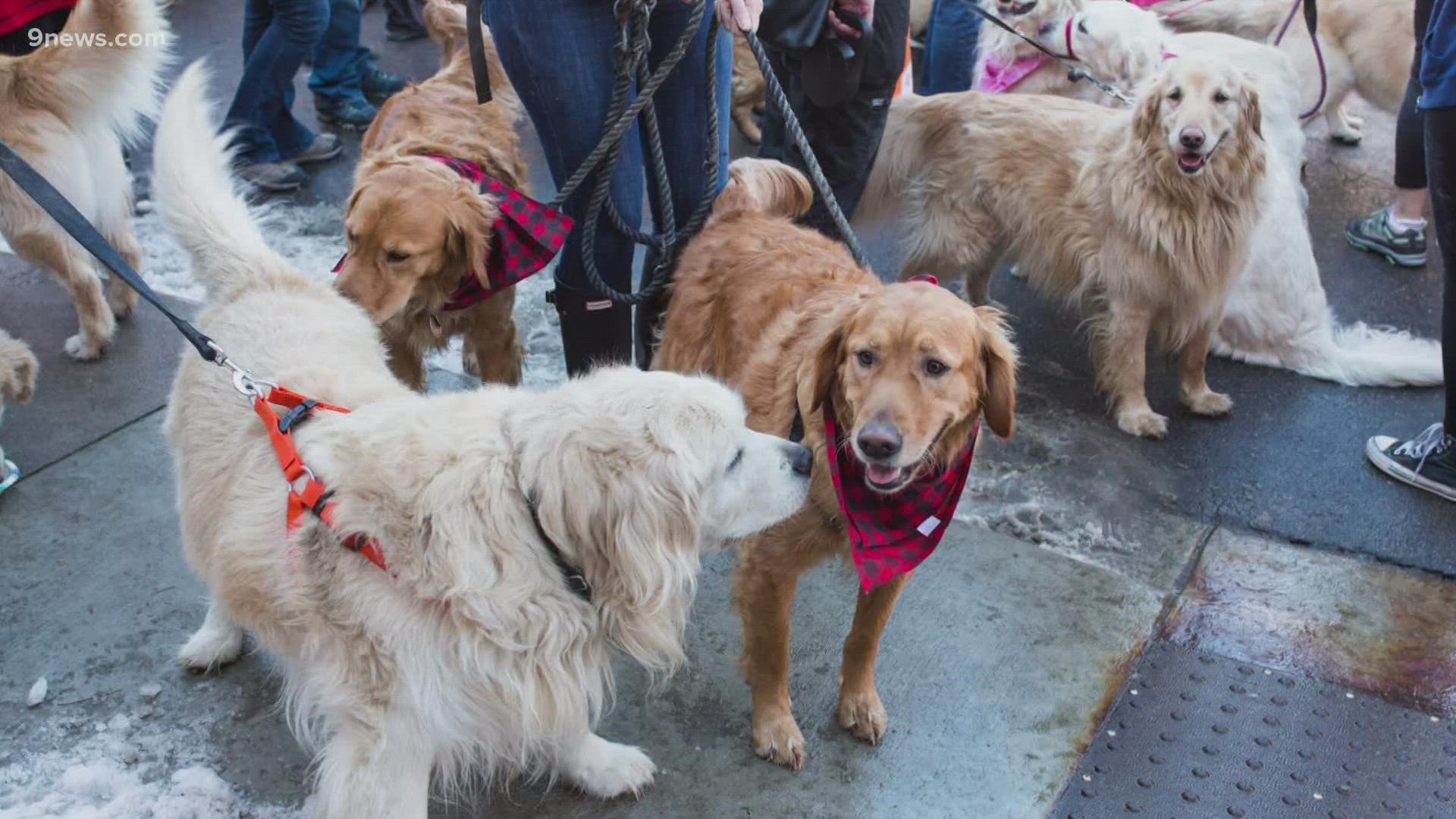 February 3rd is National Golden Retriever Day