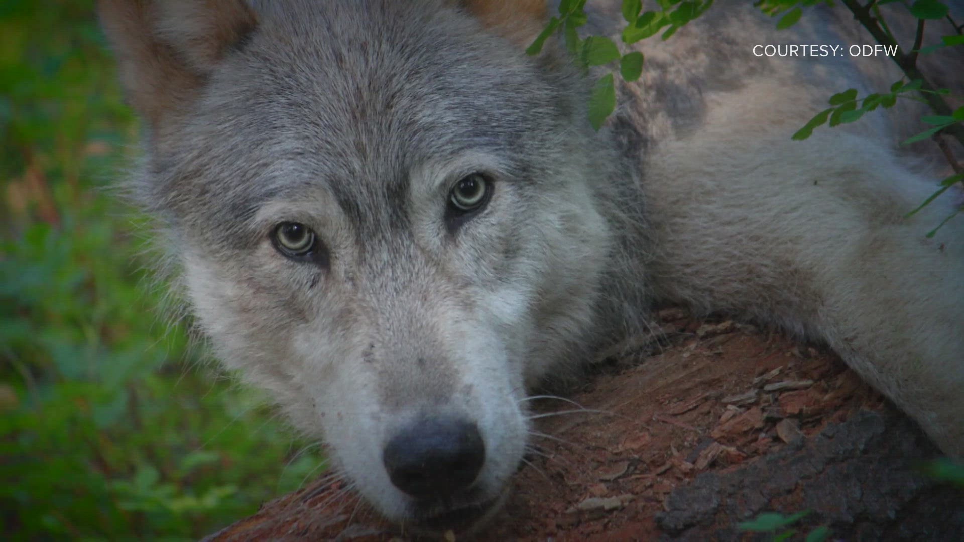 Colorado Parks and Wildlife can capture up to 10 wolves from Oregon. The wolves are supposed to be released in Colorado by Dec. 31.