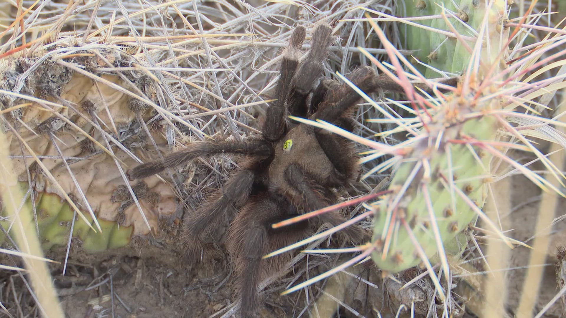 The La Junta tarantula trek has officially begun in southern Colorado. Every year male tarantulas come out and start wandering around looking for females.