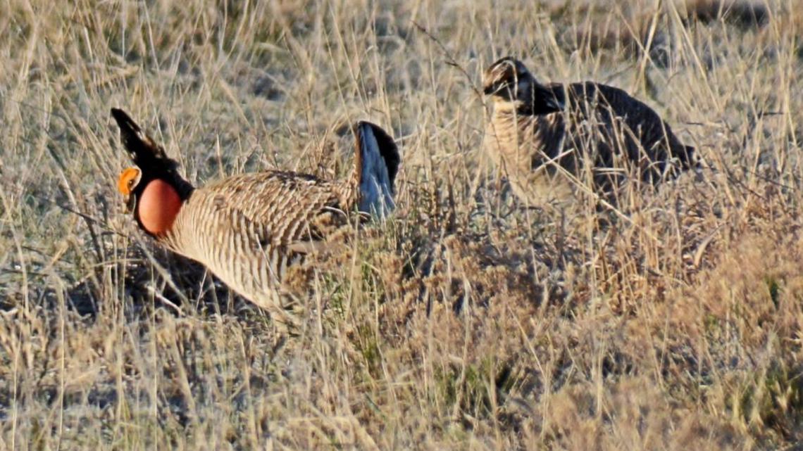 Lesser Prairie Chickens Are Making A Comeback In Colorado 