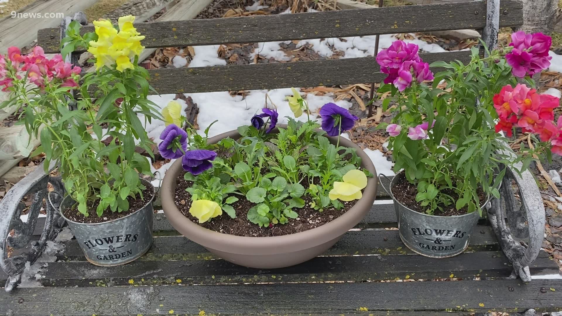 It's time to add some much-needed color to your garden. With a little fertilizer, pansies and snapdragons can be the perfect spring addition.