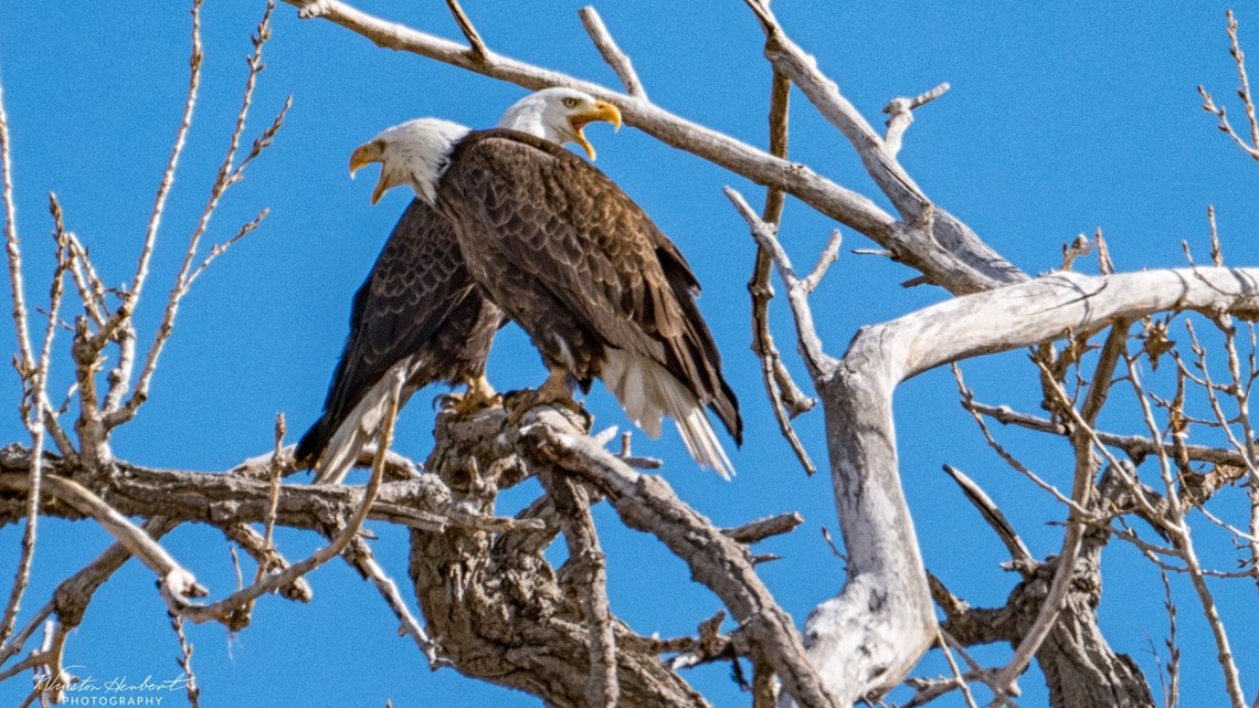 A Bald Eagle In Colorado Just Lost Her Lifelong Mate What Happens Now 