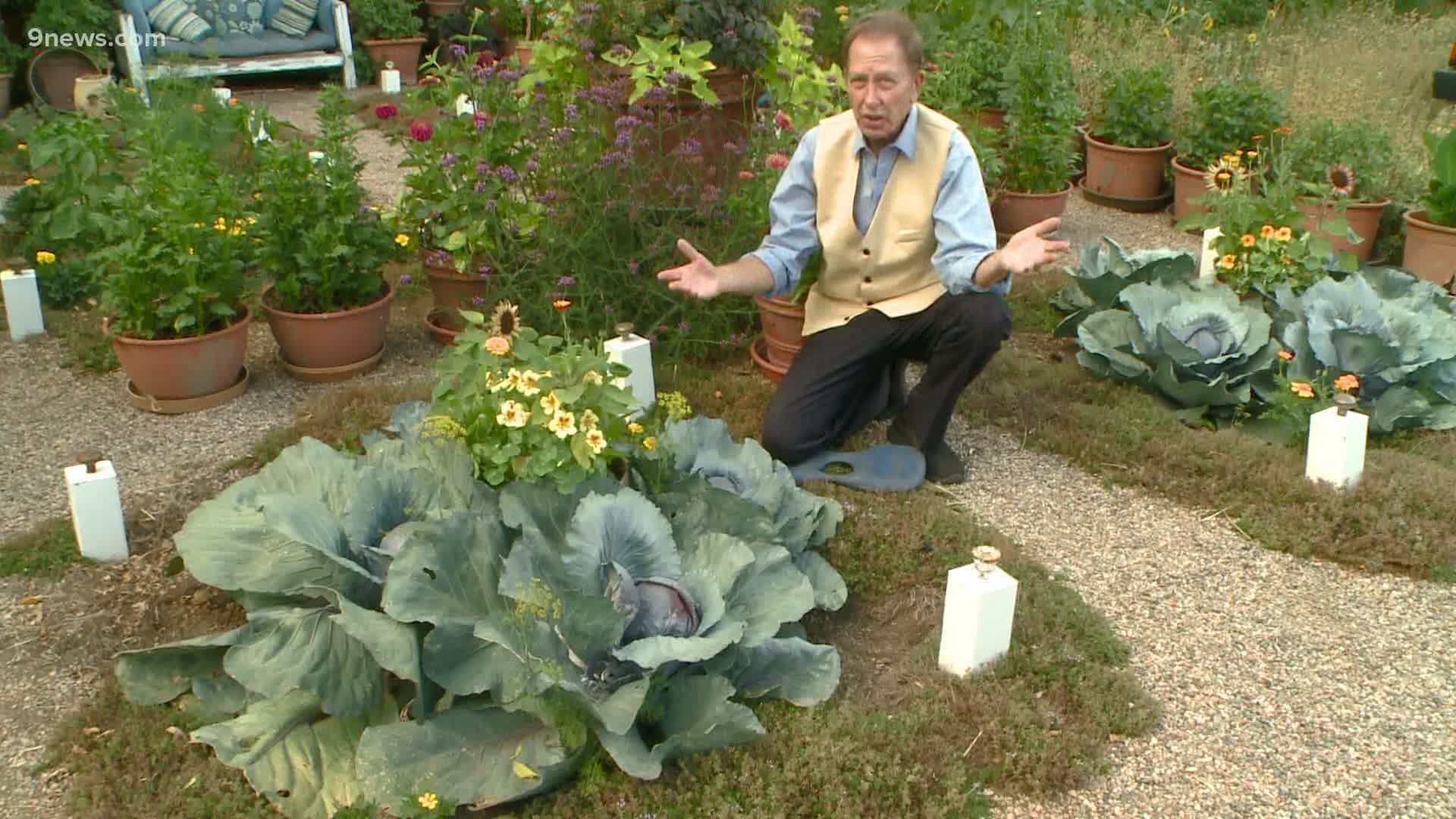 Advice on how to get the most out of tomatoes, cabbage, onions, squash and beans.