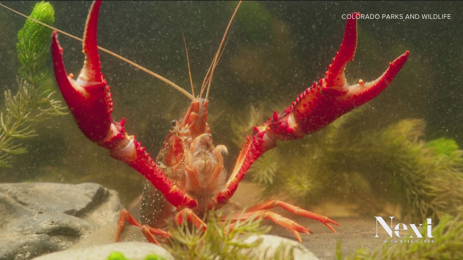 Red swamp crayfish importation, possession now legal in Colorado