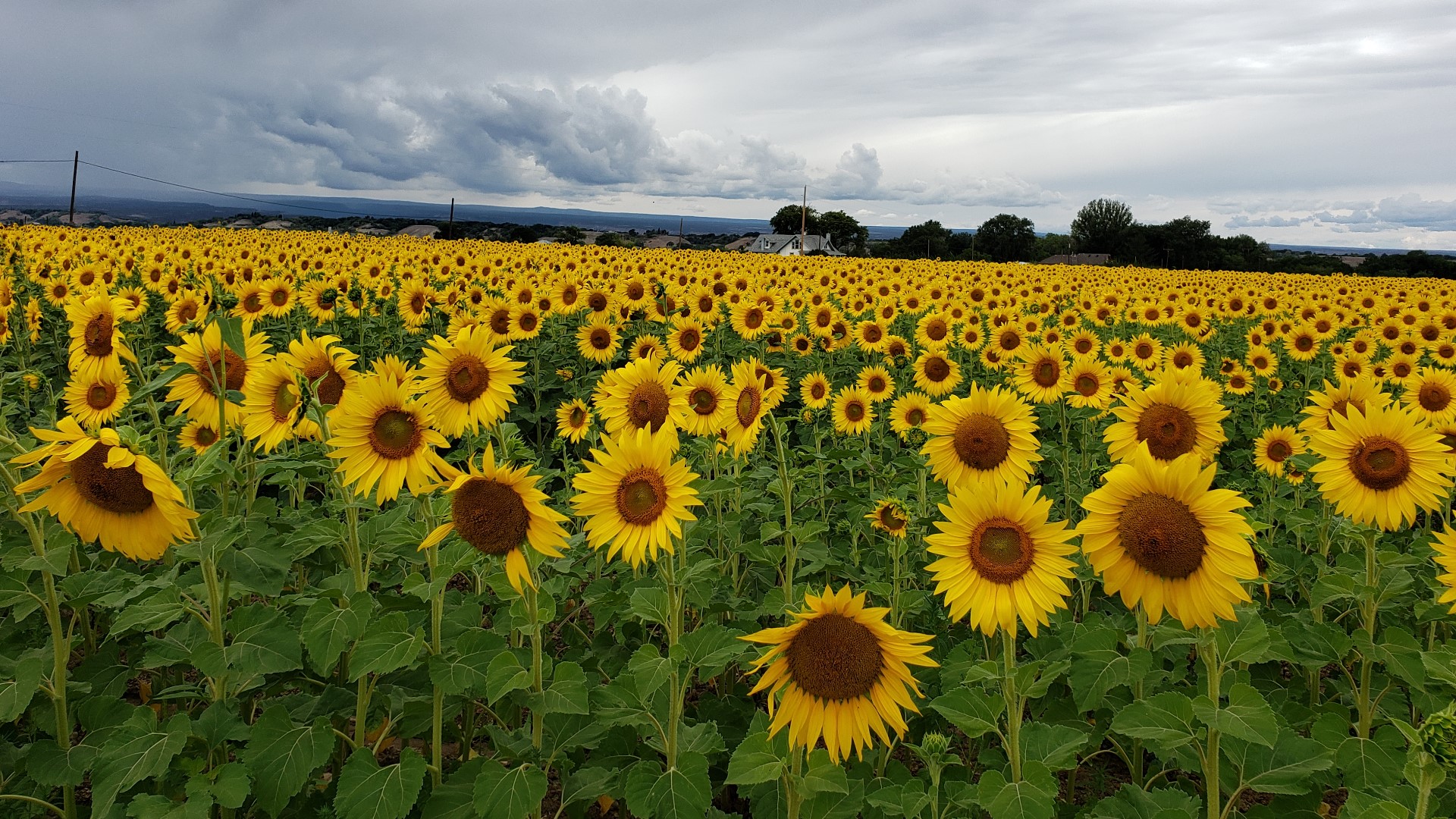 Incredible sunflower photos from across Denver and Colorado | 9news.com