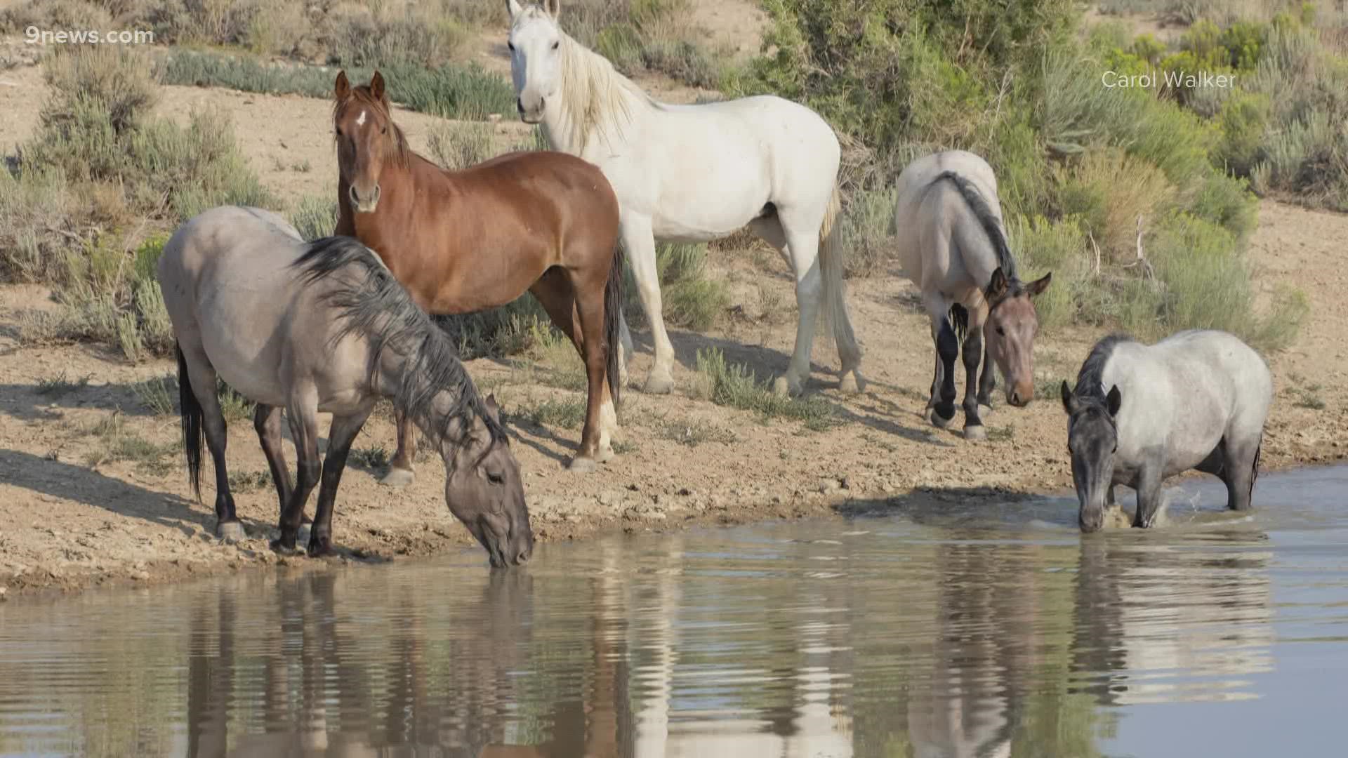 Helicopters drive the herd into trap zones. Horse advocates call it 'inhumane'.