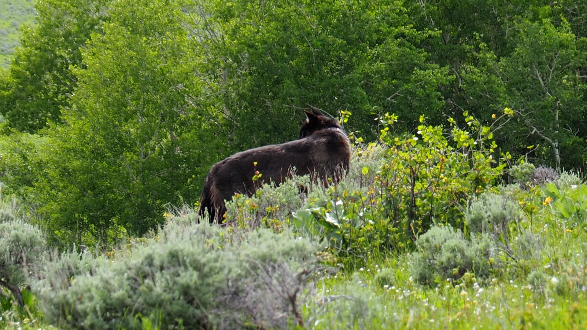 New Colorado wolf license plate raises money to mitigate conflict