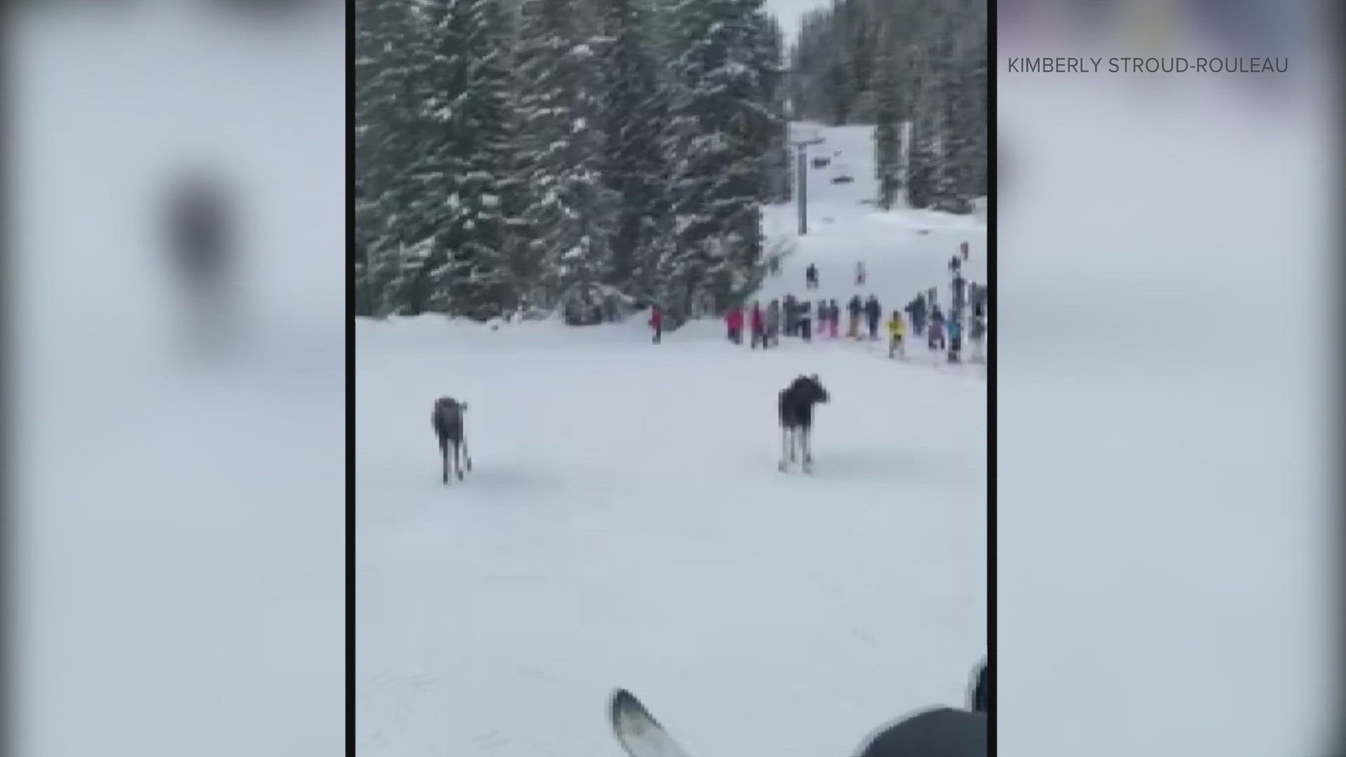 The moose wandered onto the slopes at Winter Park Saturday morning.