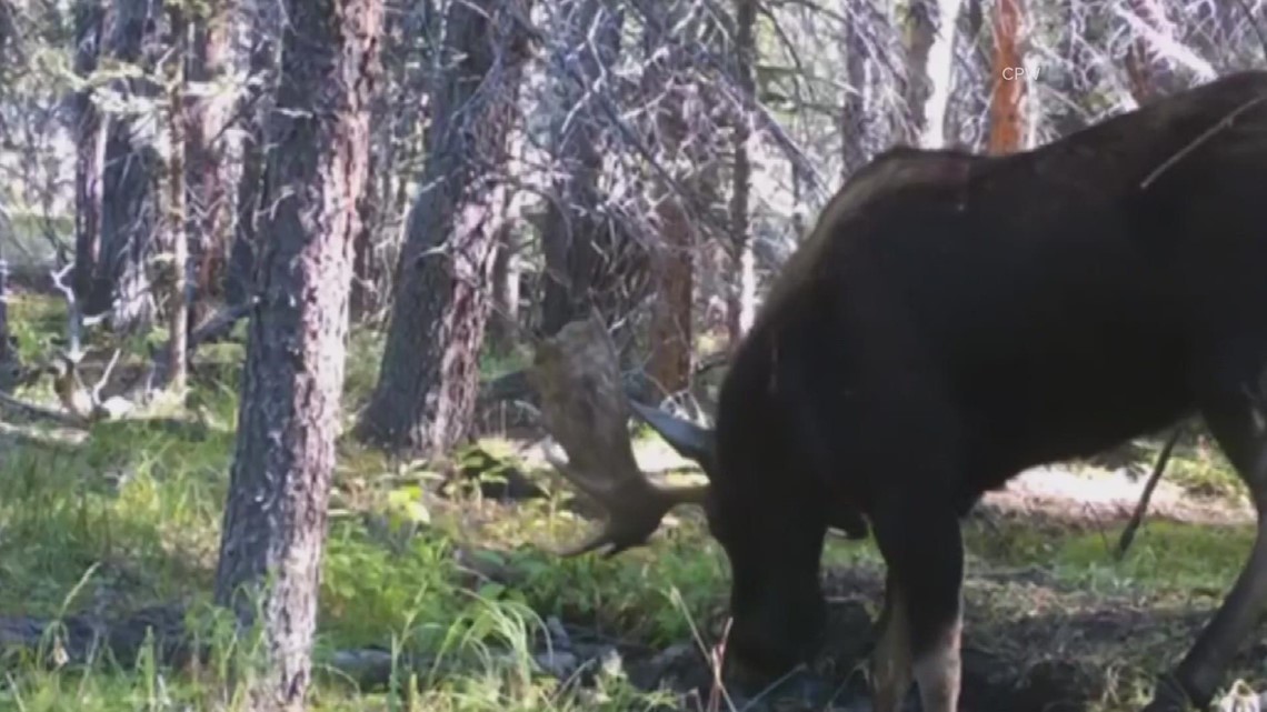 CPW looking for person suspected of poaching moose in Teller County