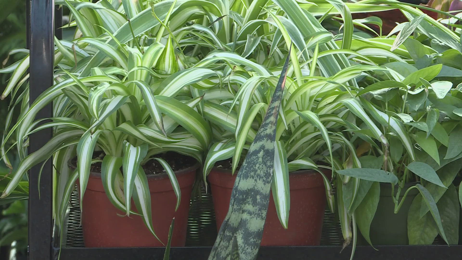 Explore the soothing benefits of these easy-care houseplants | 9news.com