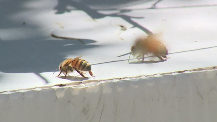 Beehive at Coors Field relocates to temporary hive near Standley Lake