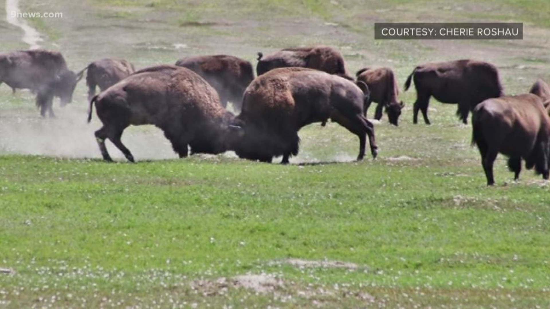 The 17-year-old girl was on a trail over the weekend when she walked between bull bison that had been fighting, park officials said.