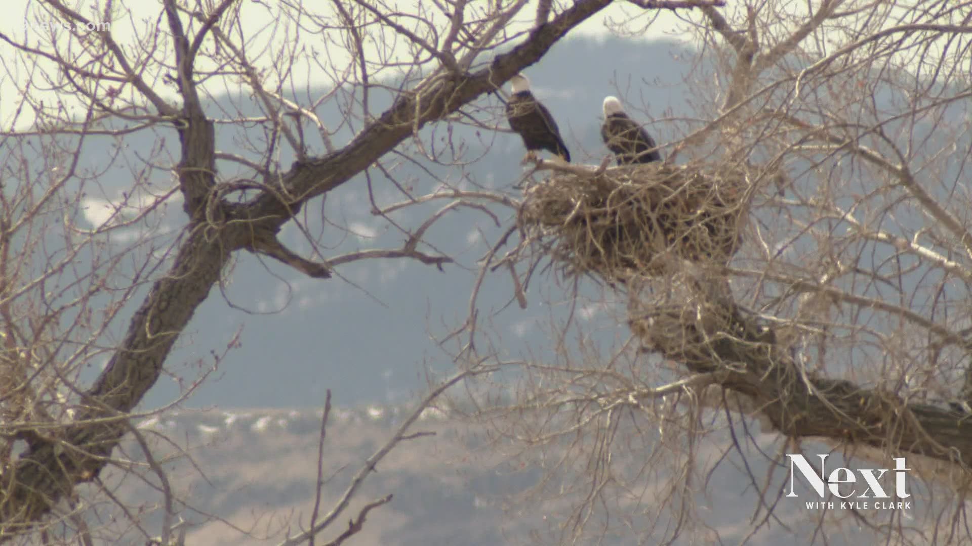 There's an update to the baby momma drama (of the feathered variety) in Standley Lake. Two updates, actually. The couple has two eggs in the nest.