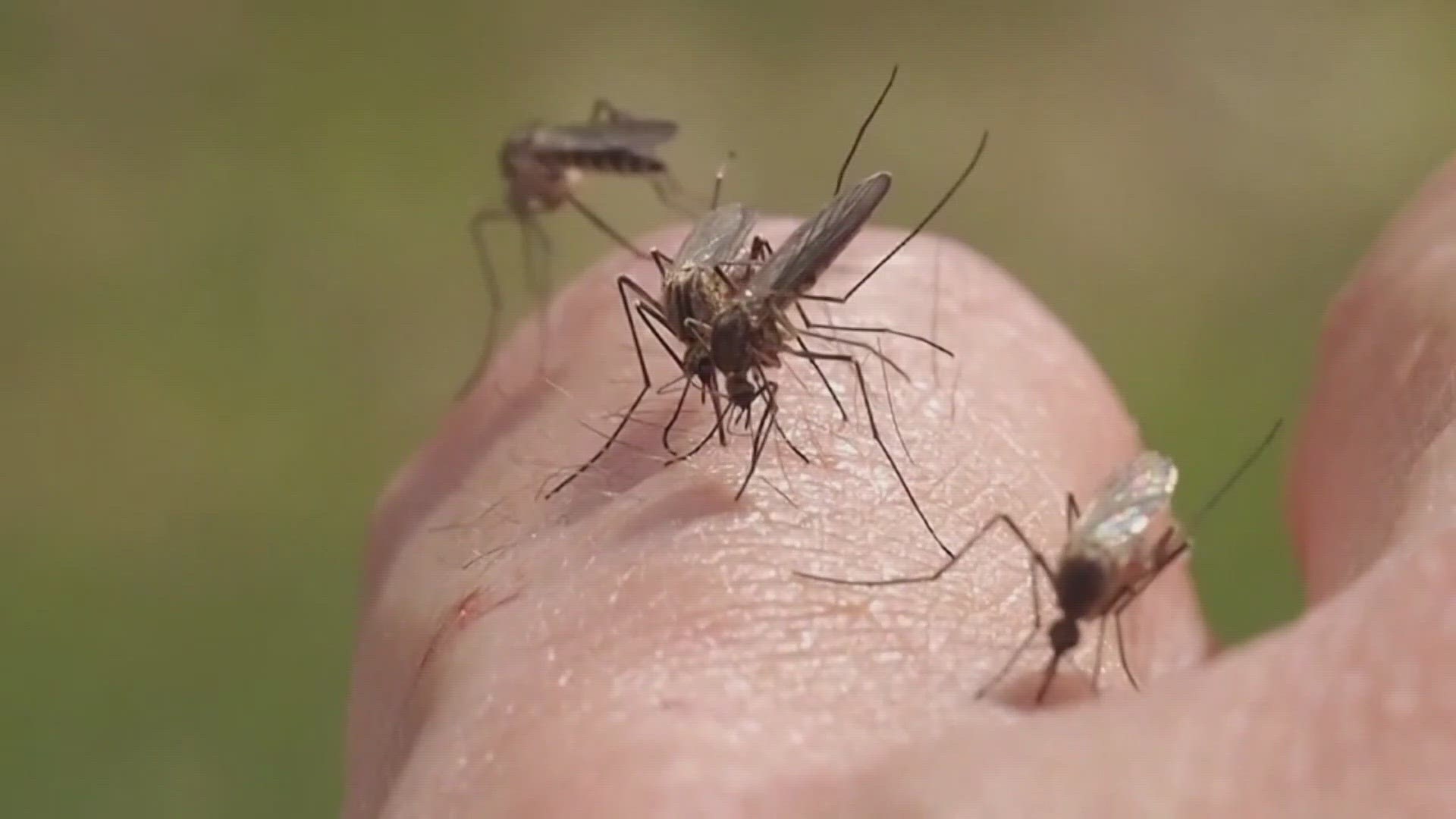 The CDC says Colorado had the worst West Nile virus outbreak in the U.S. last year with more than 600 infections and 50 deaths.