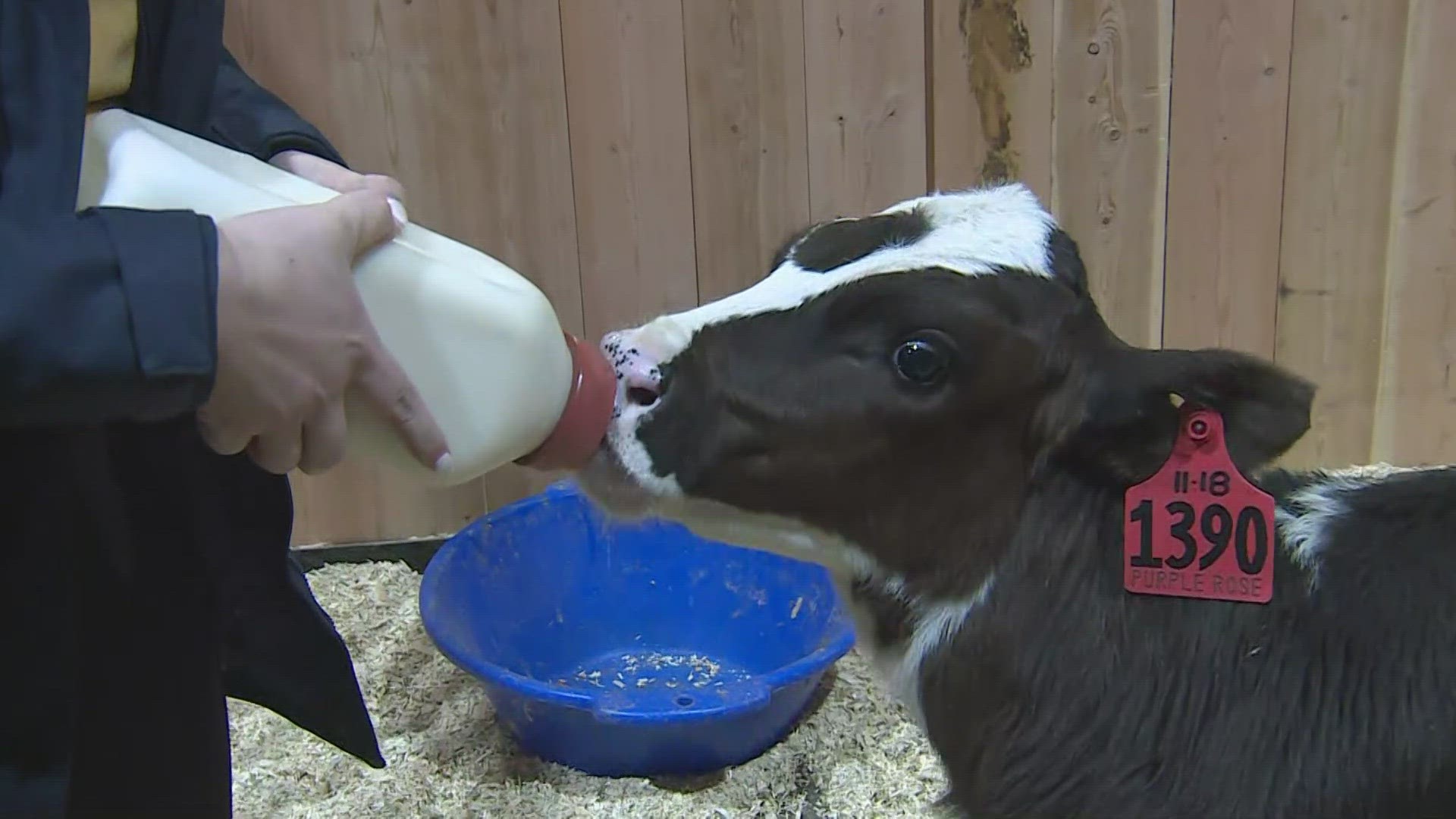 The National Western Nursery is home to the show's most recent arrivals: cute baby animals.