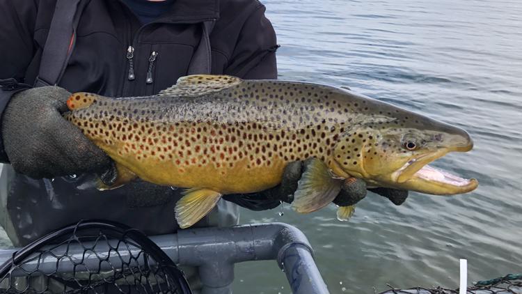 brown trout eggs for sale