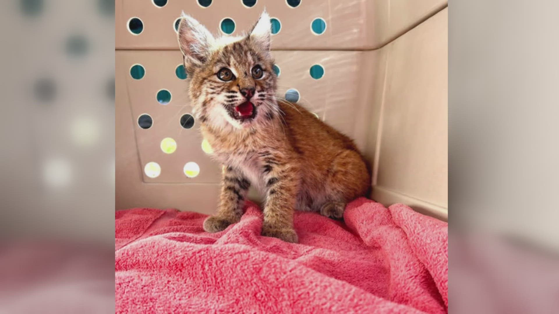 Baby Bobcat Animal