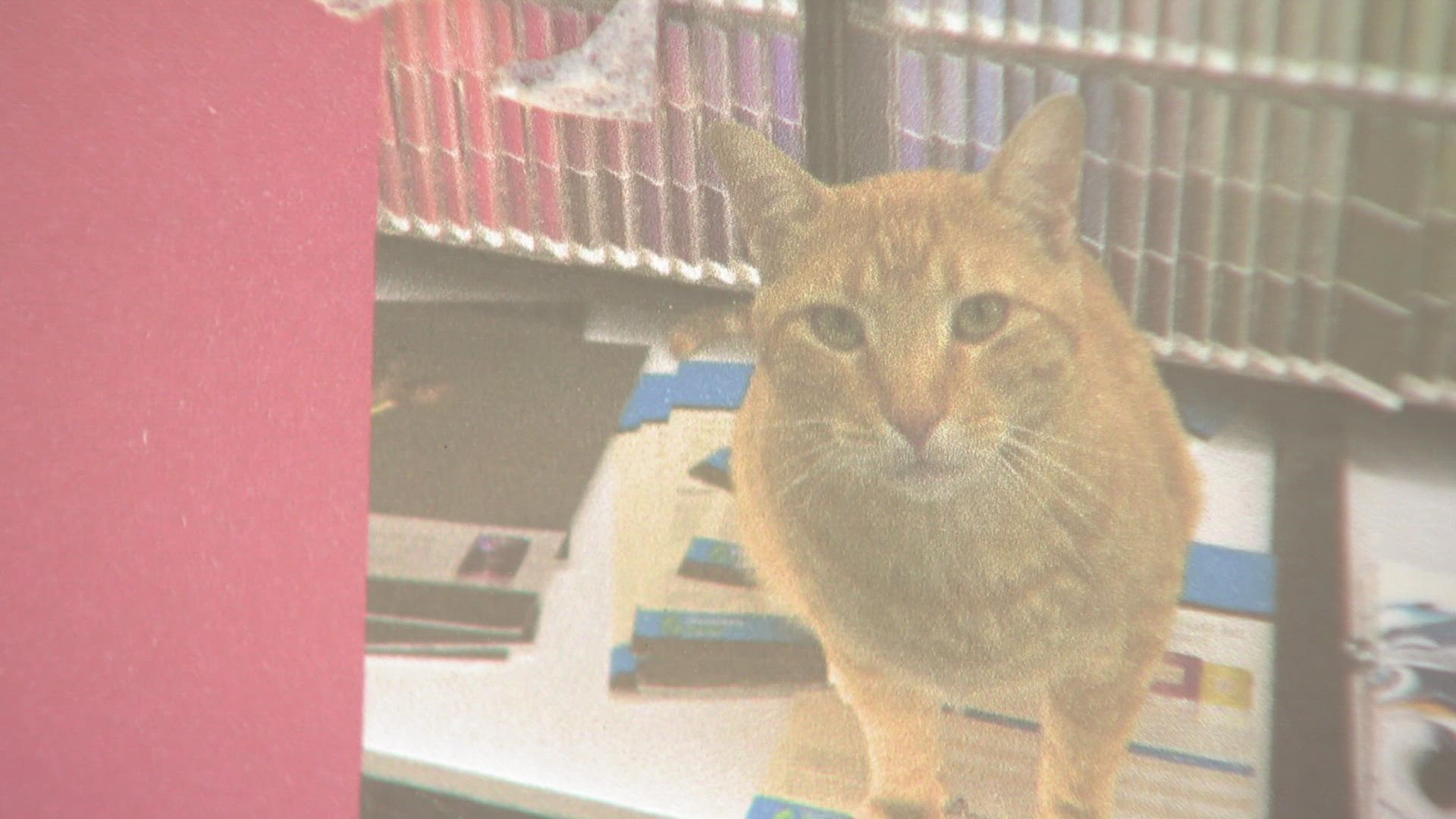 Last week, Morris the cat wandered out of the store to the parking lot next door when security cameras caught 2 people picking up Morris and driving away.