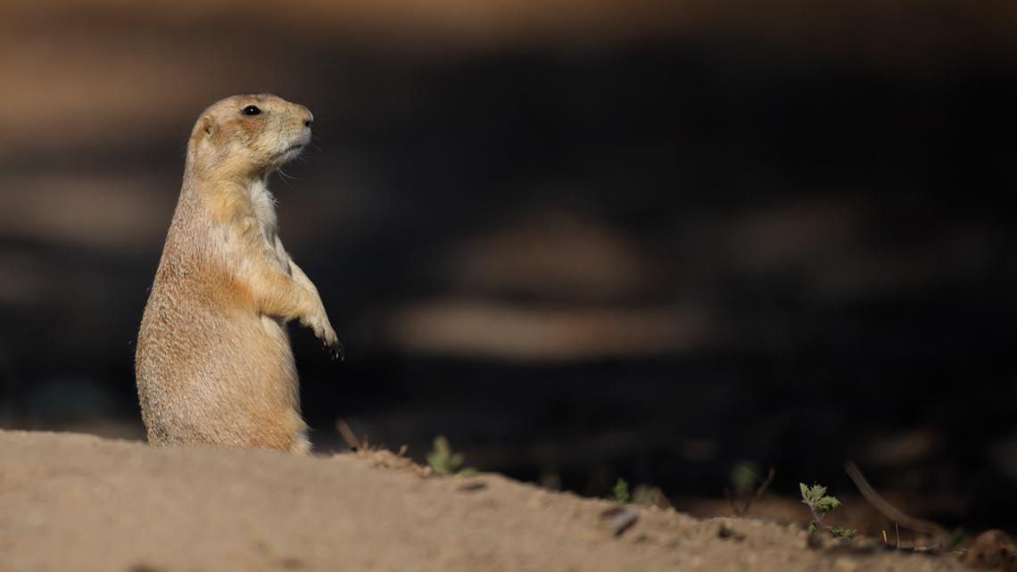 Plague Suspected in Large Prairie Dog Die-Off La Plata Colorado