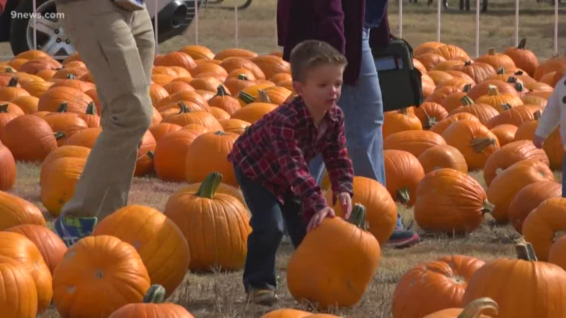 Colorado's most unique fall festival is back! Aurora's Punkin Chunkin lets teams compete to launch pumpkins as fast and far as possible.
