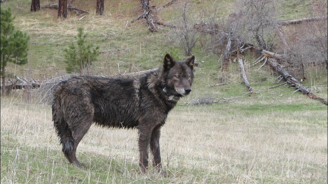 Wolves traveled widely in Colorado in February, new map shows | 9news.com