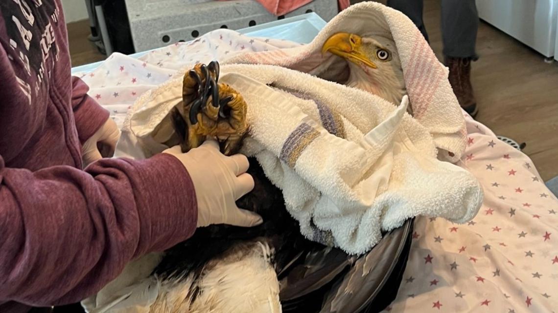 Bald eagle shot with ball bearing in Colorado
