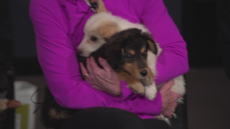 'Candy' puppies looking for homes