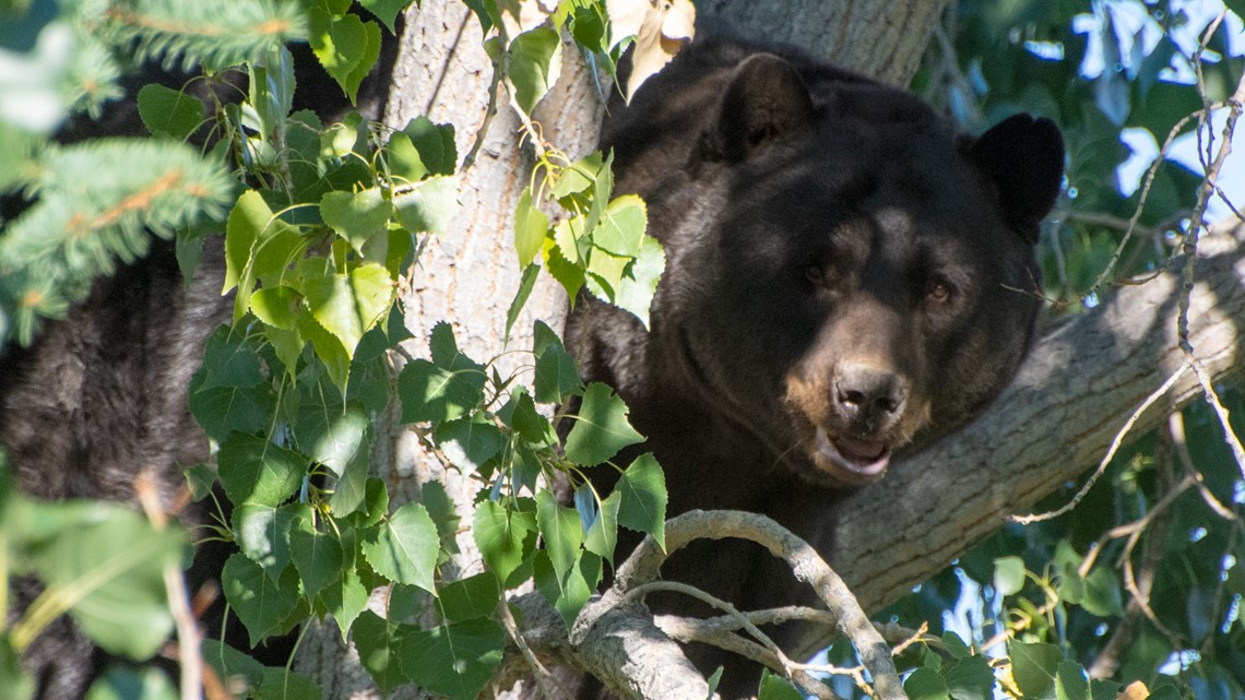 How weather conditions affect a decline in bear sightings | 9news.com