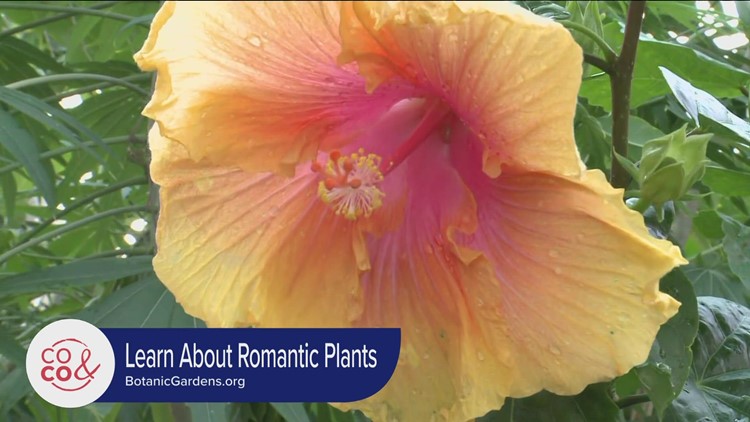 Denver Botanic Gardens - Love Potions from the Vine - January 30, 2023