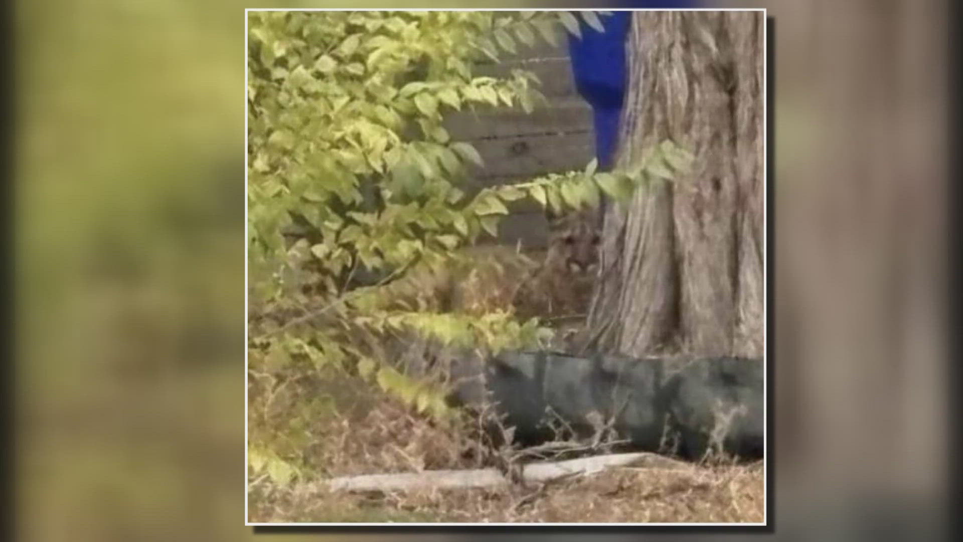 Officers had contained the mountain lion, and an officer shot it when it attempted to break out of containment, Greeley Police said.