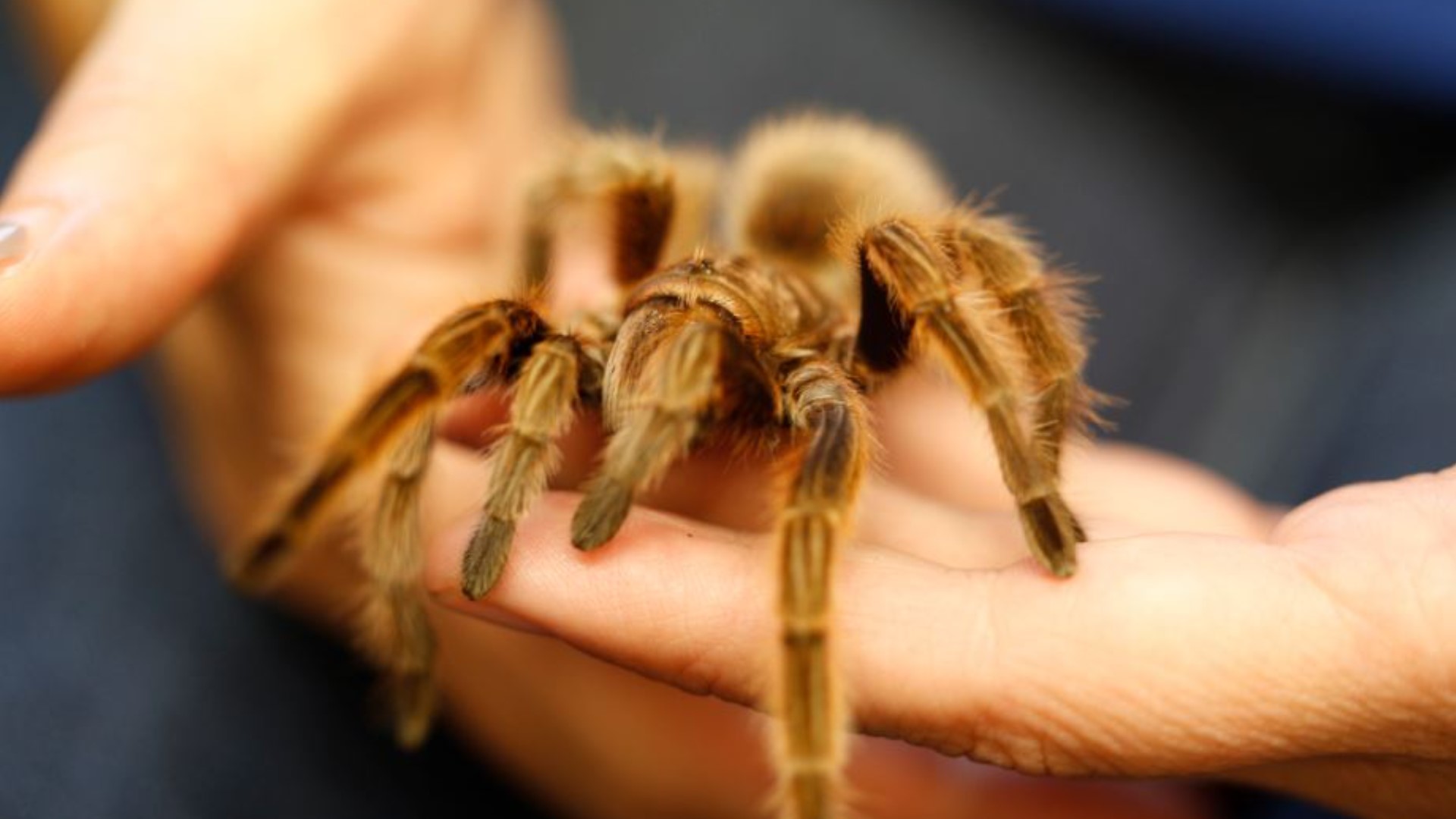 Rosie the Tarantula returns to Butterfly Pavilion in Colorado | 9news.com