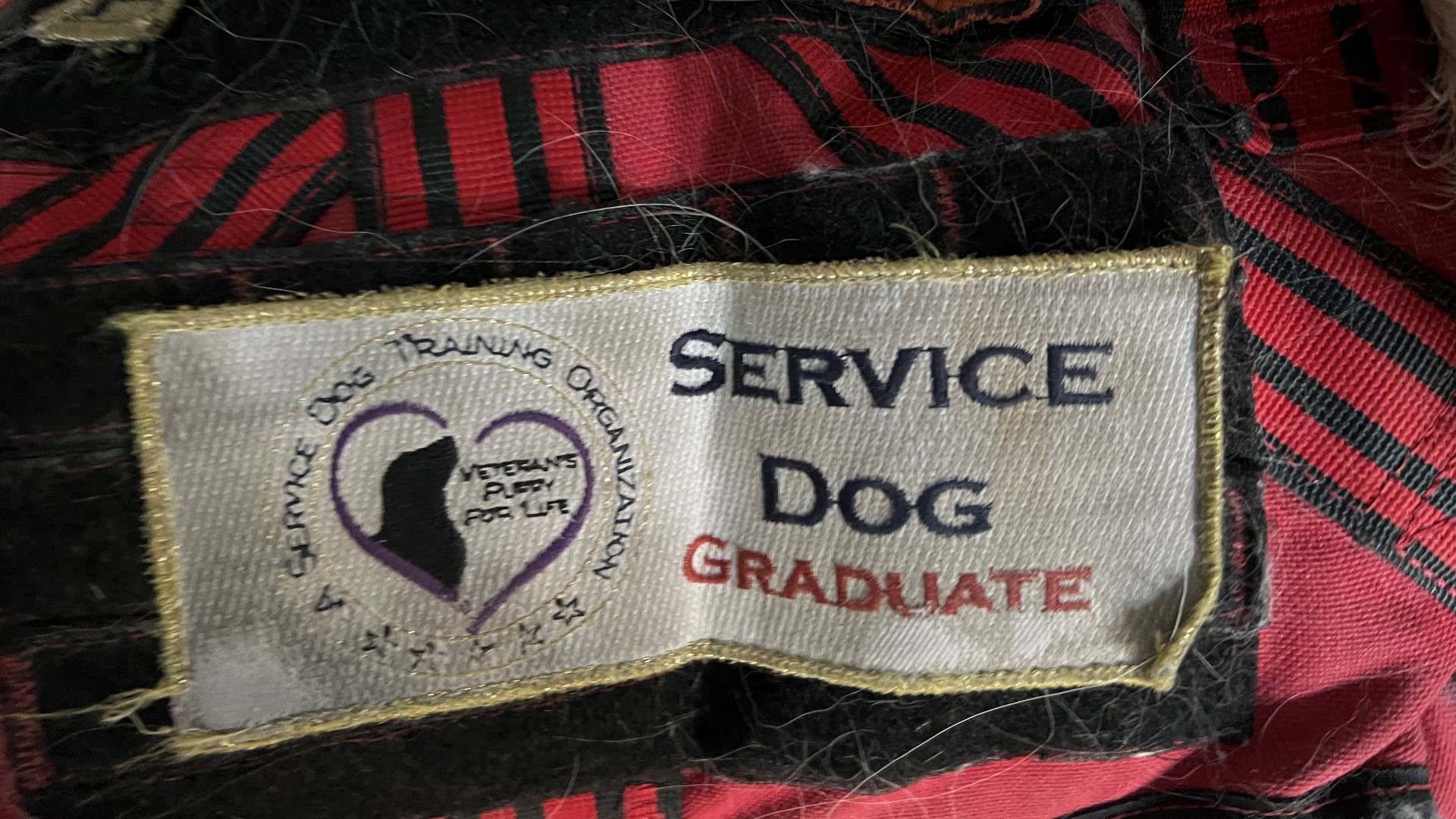 Golf tournament benefits local service dog training organization