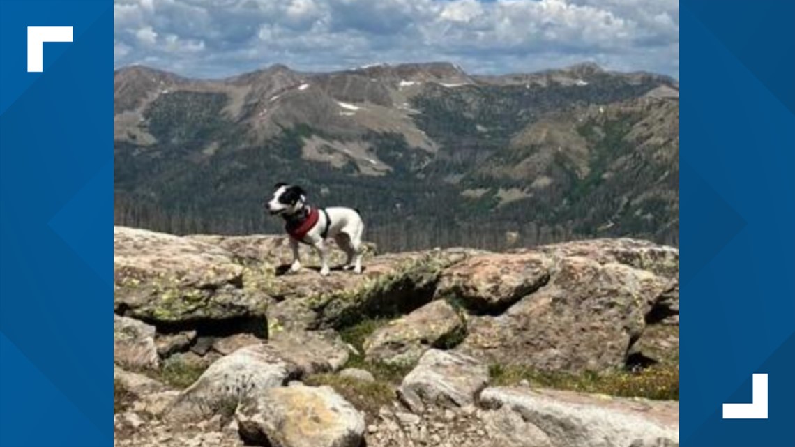 Dog Found Guarding Owner's Body After His Death Looking for New Home