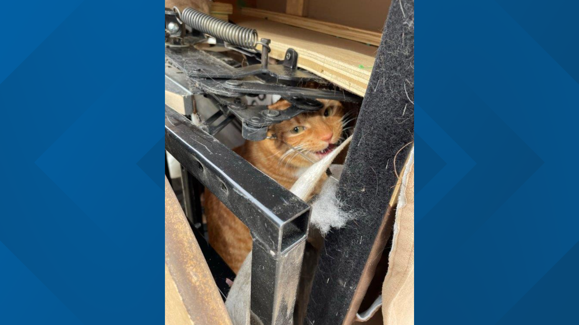 Cat Trapped in Donated Recliner