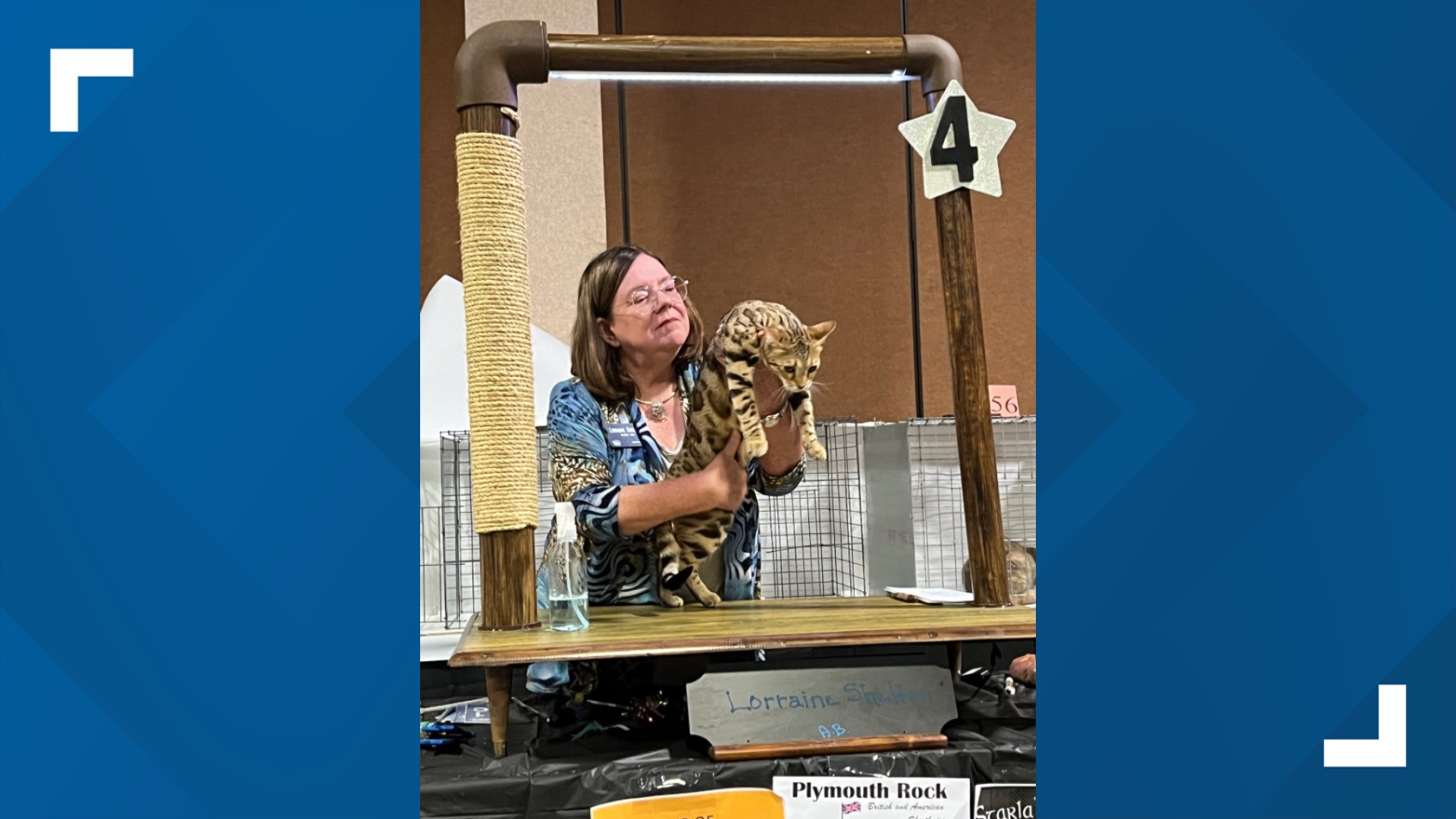 Missing Bengal show cat found safe at Denver airport