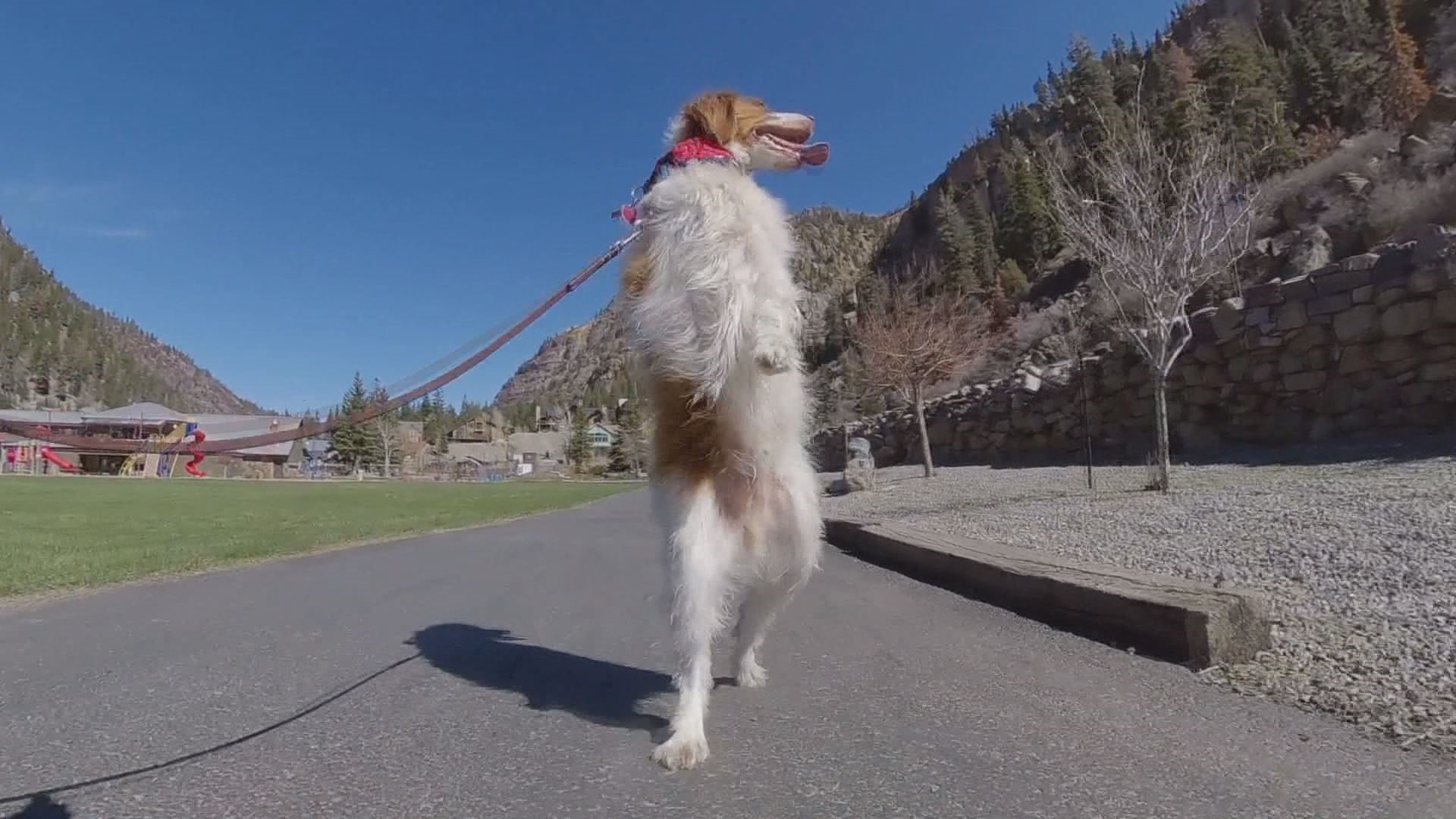 After Dexter was hit by a truck in 2016, he learned to walk on his hind legs. Today, he's loved in Ouray, Colorado, and on Instagram and TikTok.