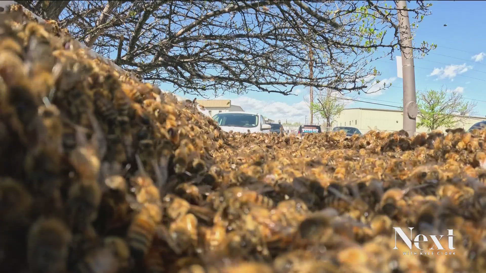 "Swarm season" has arrived about a month early, according to the Colorado Swarm Hotline. Is that good news for the state's struggling bee population?