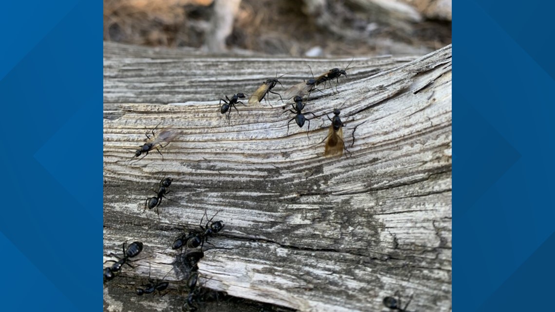 CU Boulder scientists study climate change impact on ants - Vimarsana News
