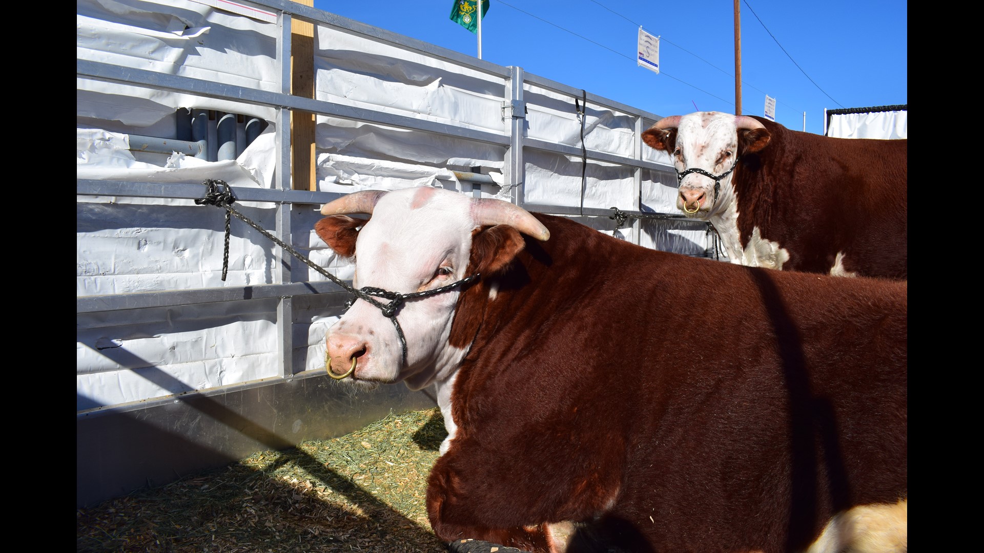 Spotlighting the female ranchers of the National Western Stock Show ...