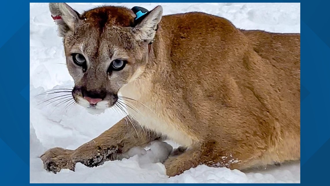 Cougar travels 1,000 miles to Colorado | 9news.com