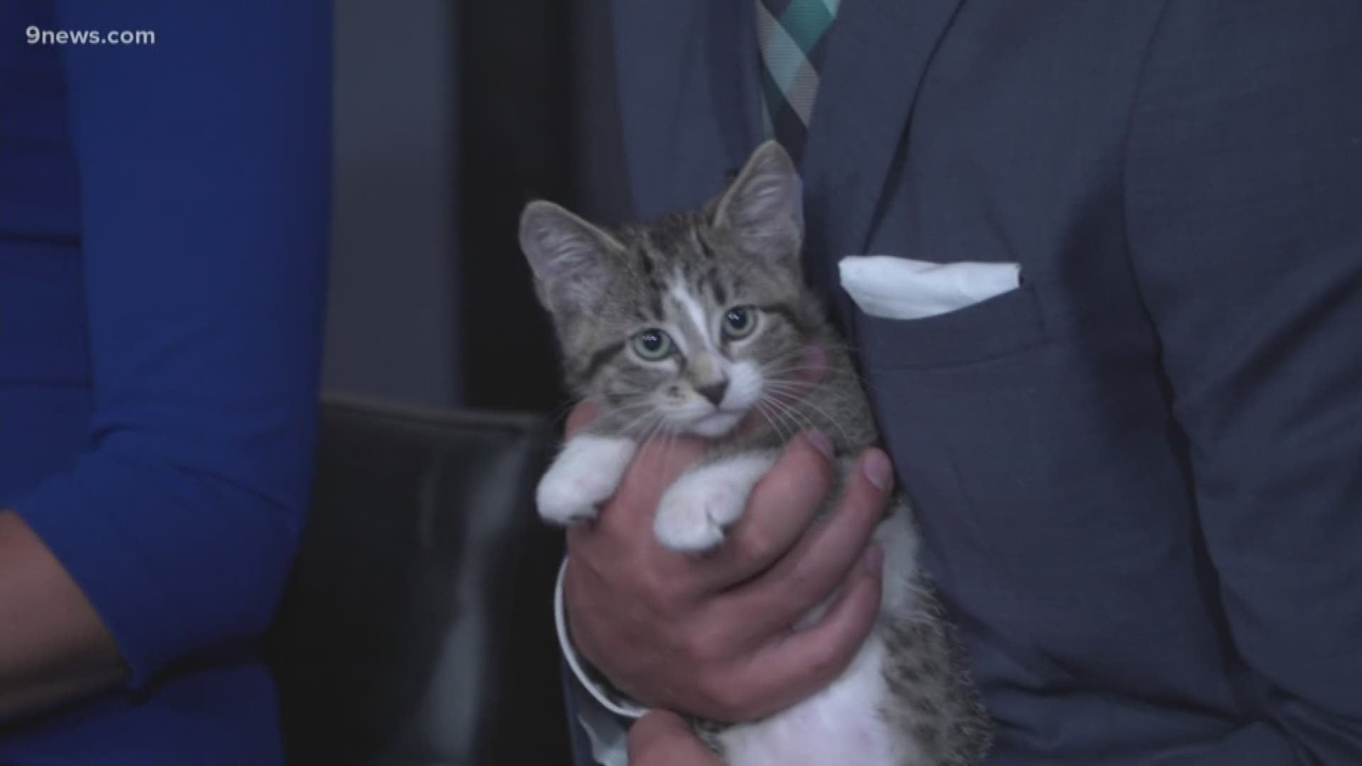 Peanut and Edamame, two kittens named after road trip snacks, are searching for a new home.