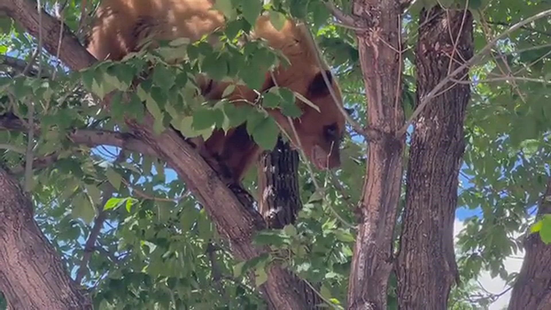 Colorado Parks and Wildlife tweeted video of a bear stuck in a tree near a Safeway in Loveland.