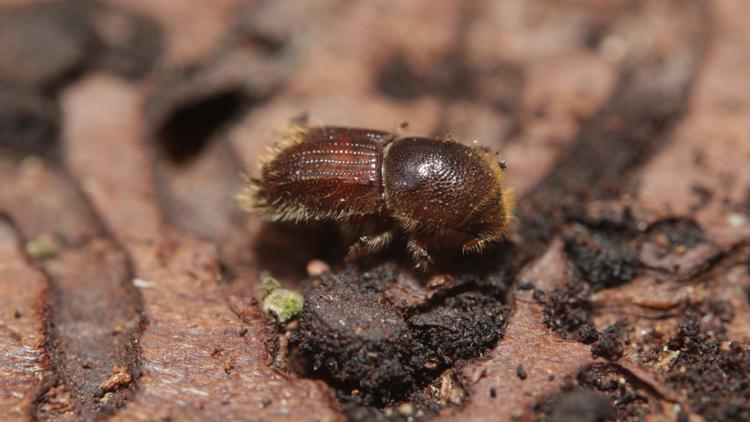 How will Colorado's cold winter affect bark beetles?