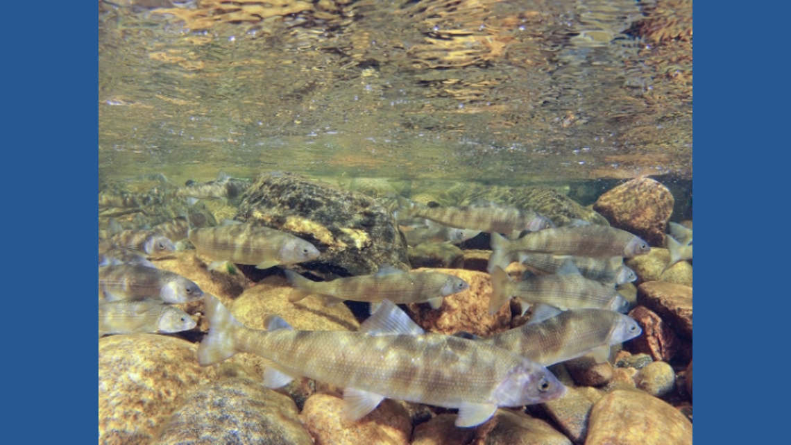 CPW implements voluntary fishing closure on Yampa River
