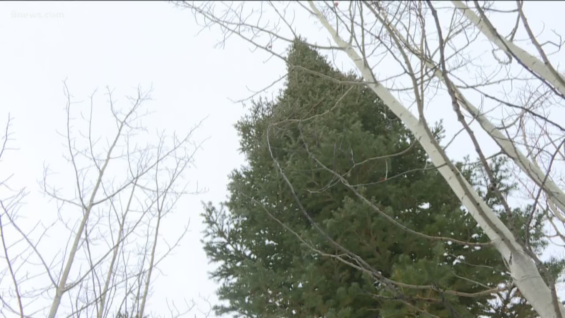 Mike Hughes cuts the two-and-a-half-story Christmas tree down and delivers it to the capitol in Denver every year.