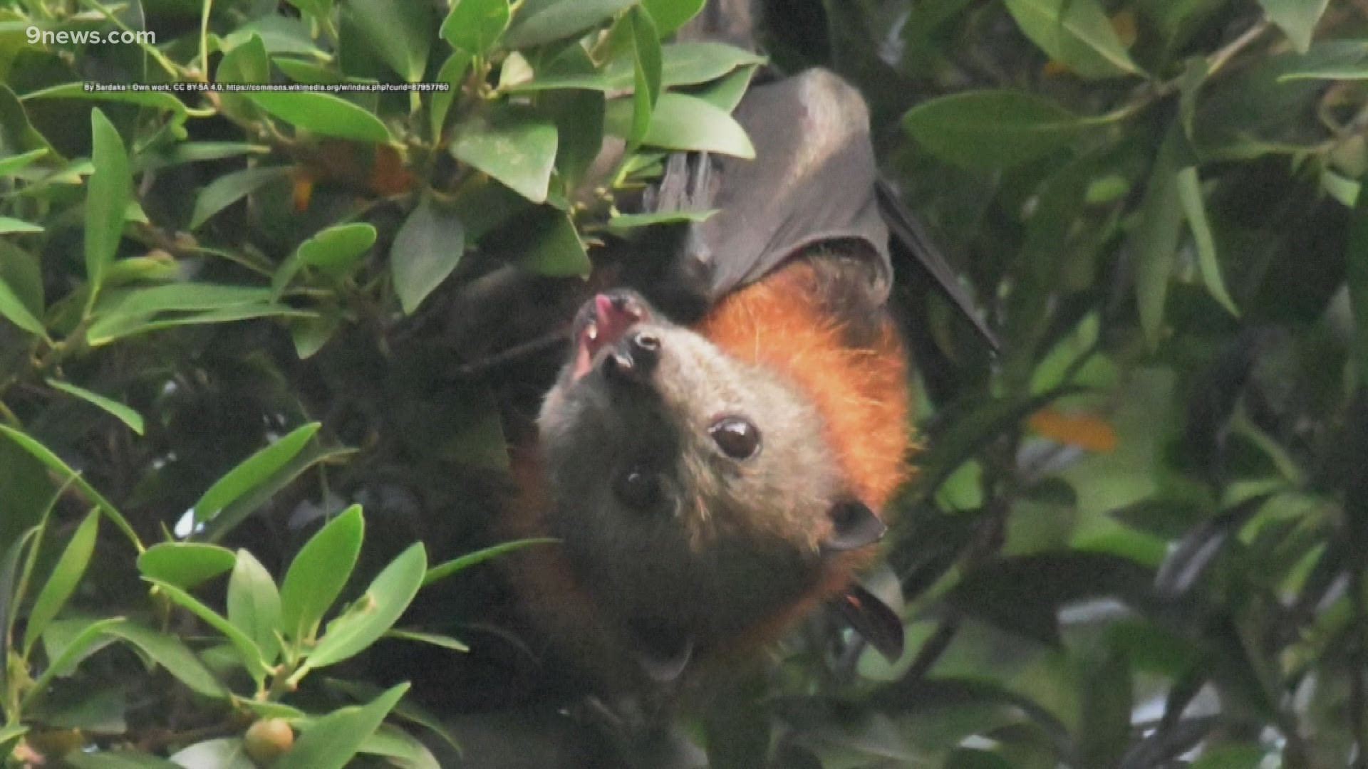 Feasting on fruit, flying foxes pollinate flowers and scatter seeds, regenerating the forests.