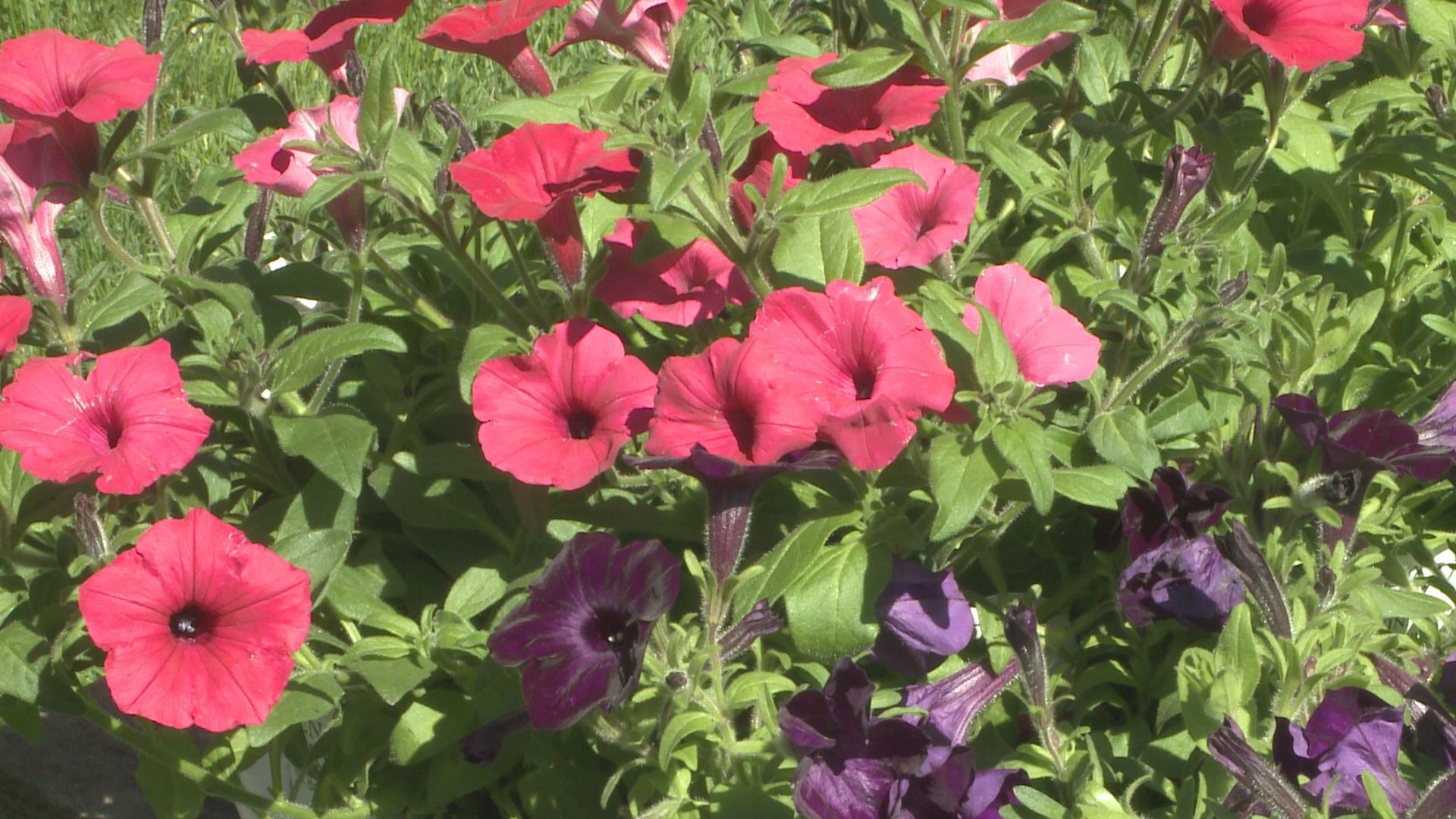 Some varieties of petunias require very little care. Here are some tips on making a great petunia display.