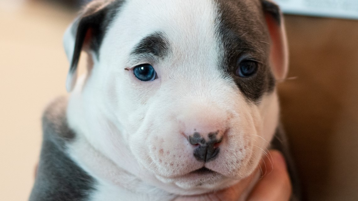 Make a donation and get a chance to name a pit bull puppy 