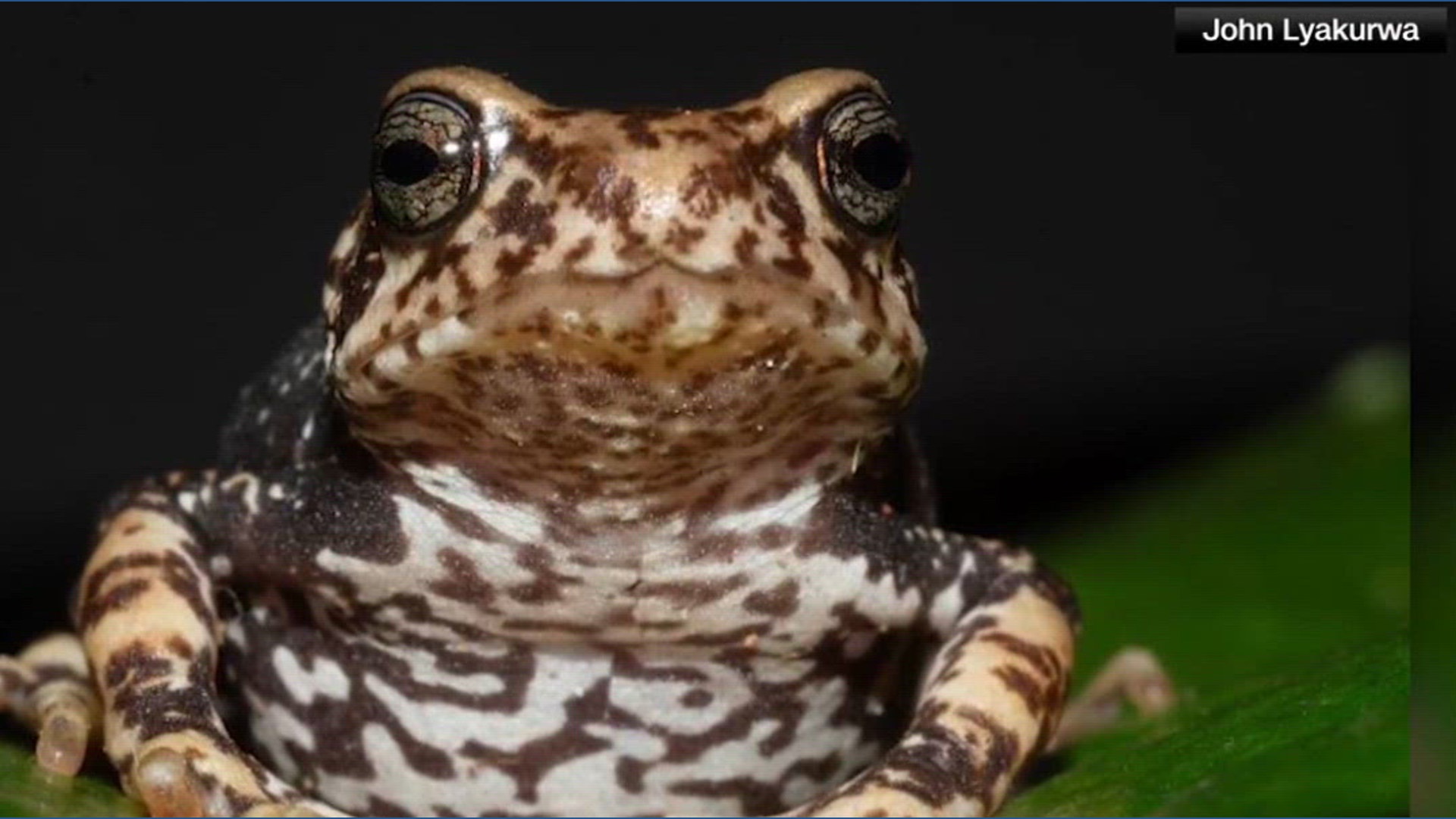 Scientists discovery new tree toad species give birth | 9news.com