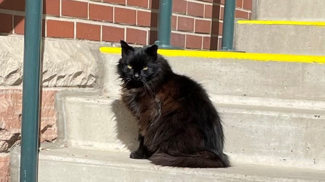 Cat Somebody's pet black cat named Cooper wearing a Phillies